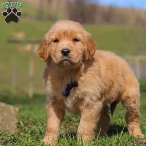 Ryder, Golden Retriever Puppy